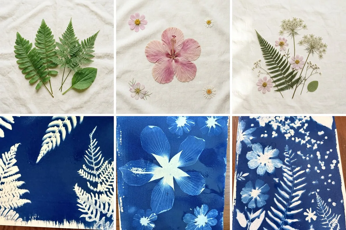 Three before-and-after pairs: ferns, a pressed hibiscus with cosmos, and Queen Anne’s lace with a fern, each above the deep blue cyanotype print it becomes